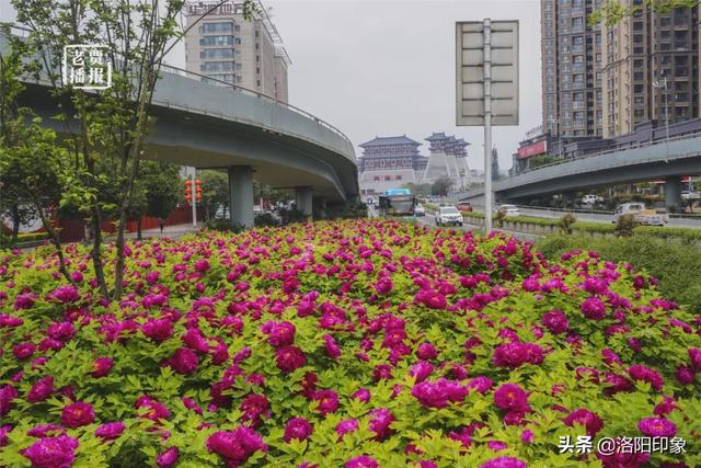 牡丹花开时节，走进十三朝古都洛阳，还有超划算的官方旅游年卡