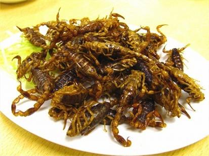 蝎子养殖前景和价格,蝎子养殖成本效益分析报告