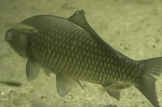 钓上来的鱼全身寄生虫,野钓鱼长寄生虫