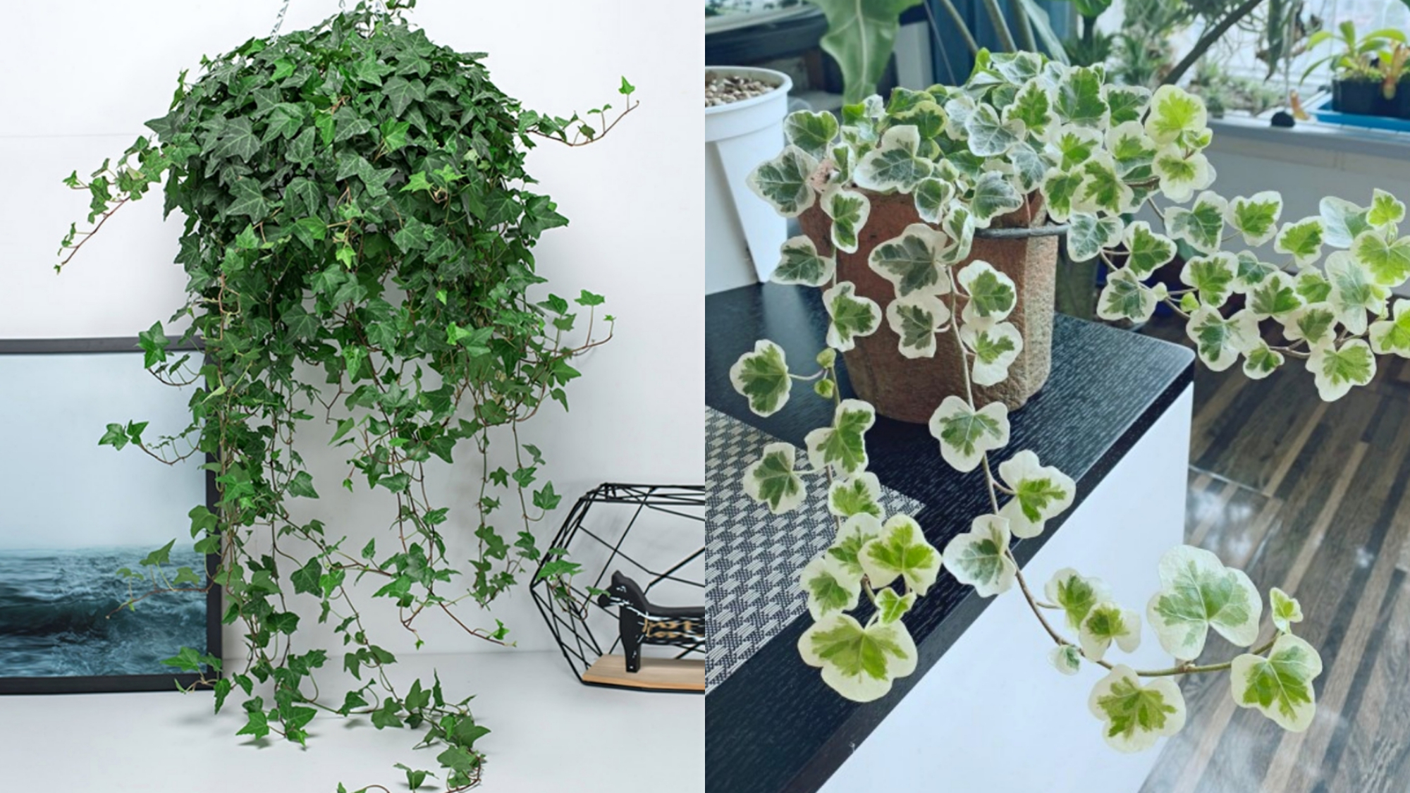 好看又好养的盆花,人养花也养人