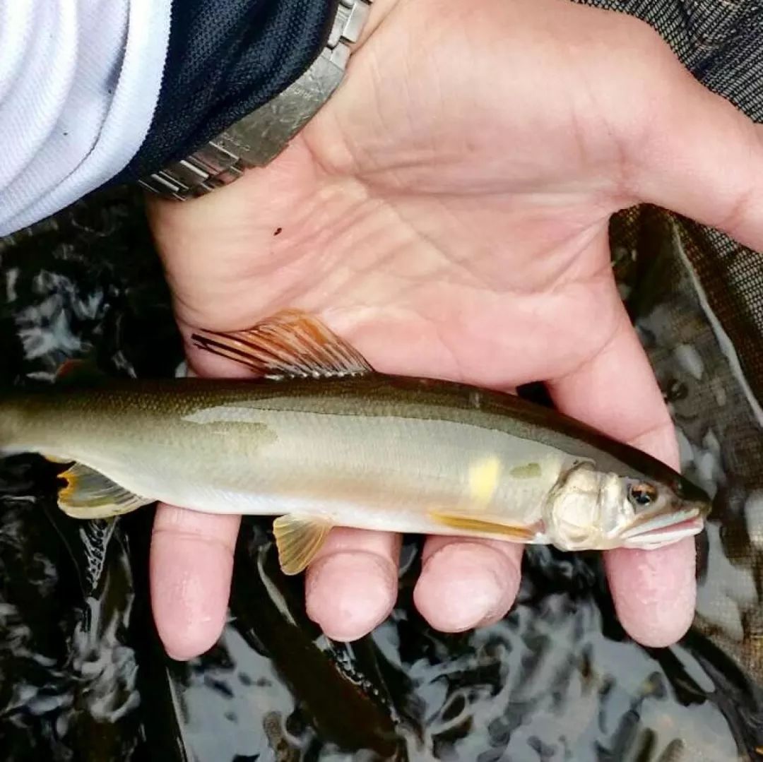 世界十大凶猛淡水鱼类,顶级淡水鱼类