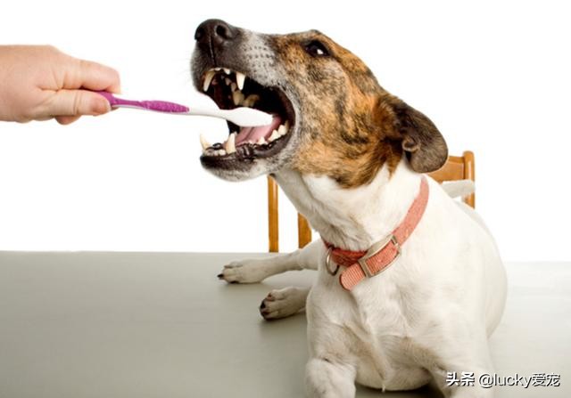 怎么注意狗狗的保暖不感冒,狗狗日常怎么清洁眼睛