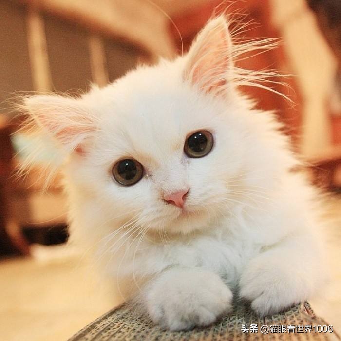 天秤女极难挽回,天秤女有恃无恐