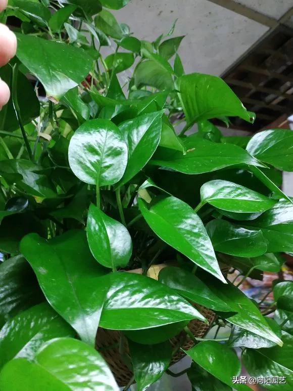 绿萝为什么加了营养液还是黄叶子,绿萝黄叶原因及解决办法