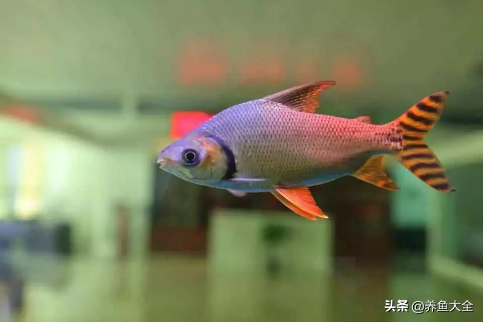 龙鱼混养打架怎么办,龙鱼混养要怎么样才不打架