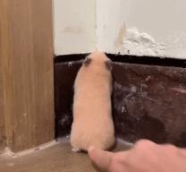 被戳吓一跳的仓鼠,仓鼠被吓到的迷惑行为