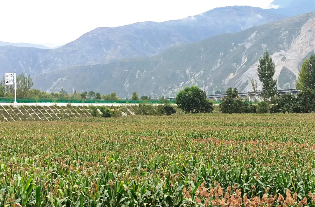 沙湾镇人山人海,沙湾镇发展