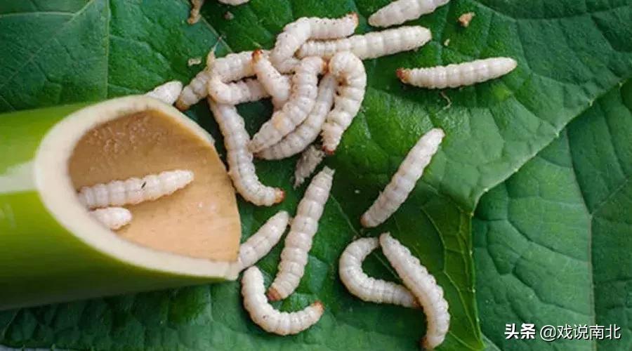 地道美食酥炸竹虫推荐,北方无法接受南方七大美食排行榜