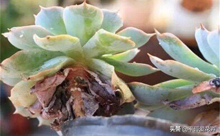 多肉经常掉叶怎么办,多肉老是掉叶子怎么办