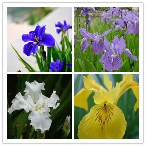 史上最全的花卉介绍，认识超过30种以上绝对是大神