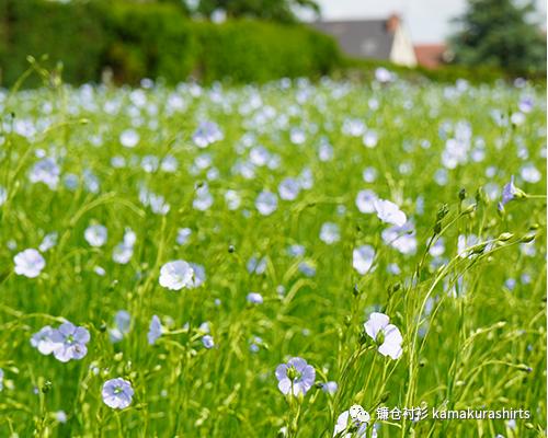 镰仓衬衫简介,镰仓衬衫短袖推荐款