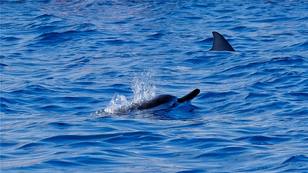 毛里求斯陈小春,毛里求斯马克吐温