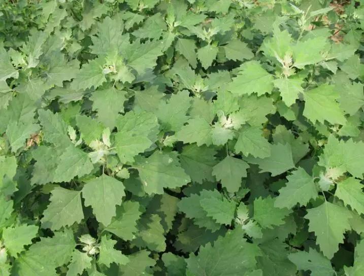 教你认识那些路边的野生中草药,如何识别路边的野生中草药