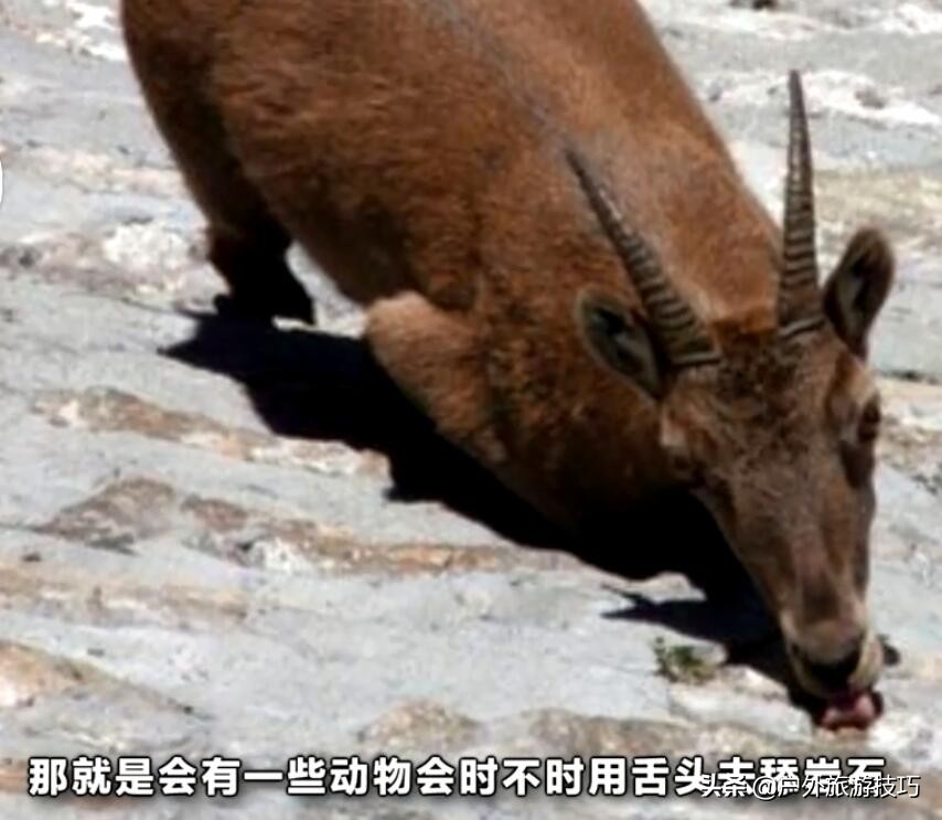 在野外没有盐怎么办,在野外怎么能够弄到盐