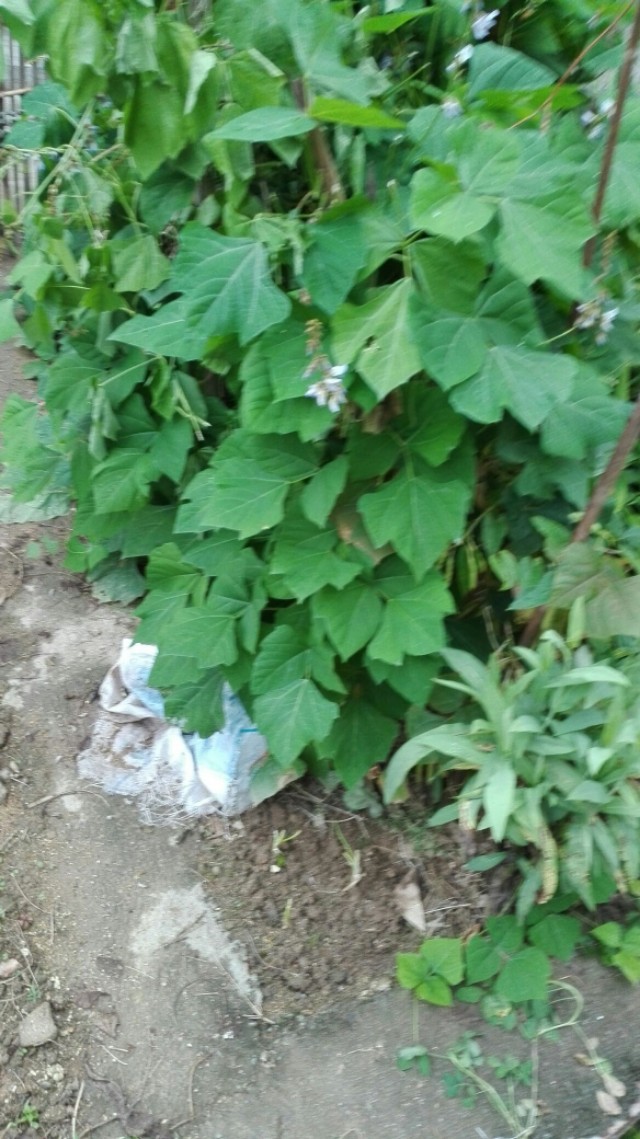 什么牌的凉薯种子高产,凉薯出粉率高产品种