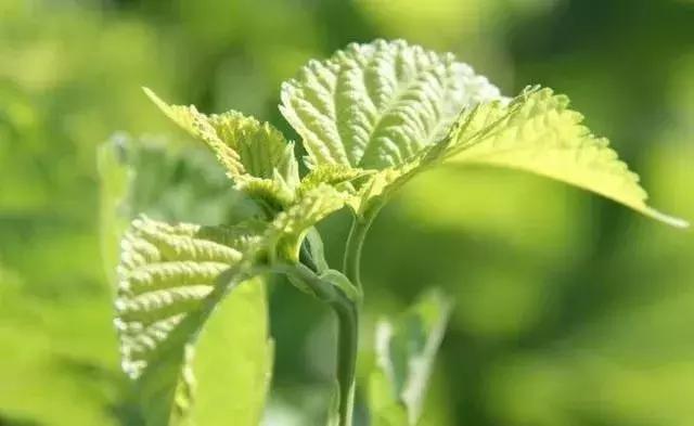 农村青年致富带头人总结,农村青年致富带头人计划开展情况