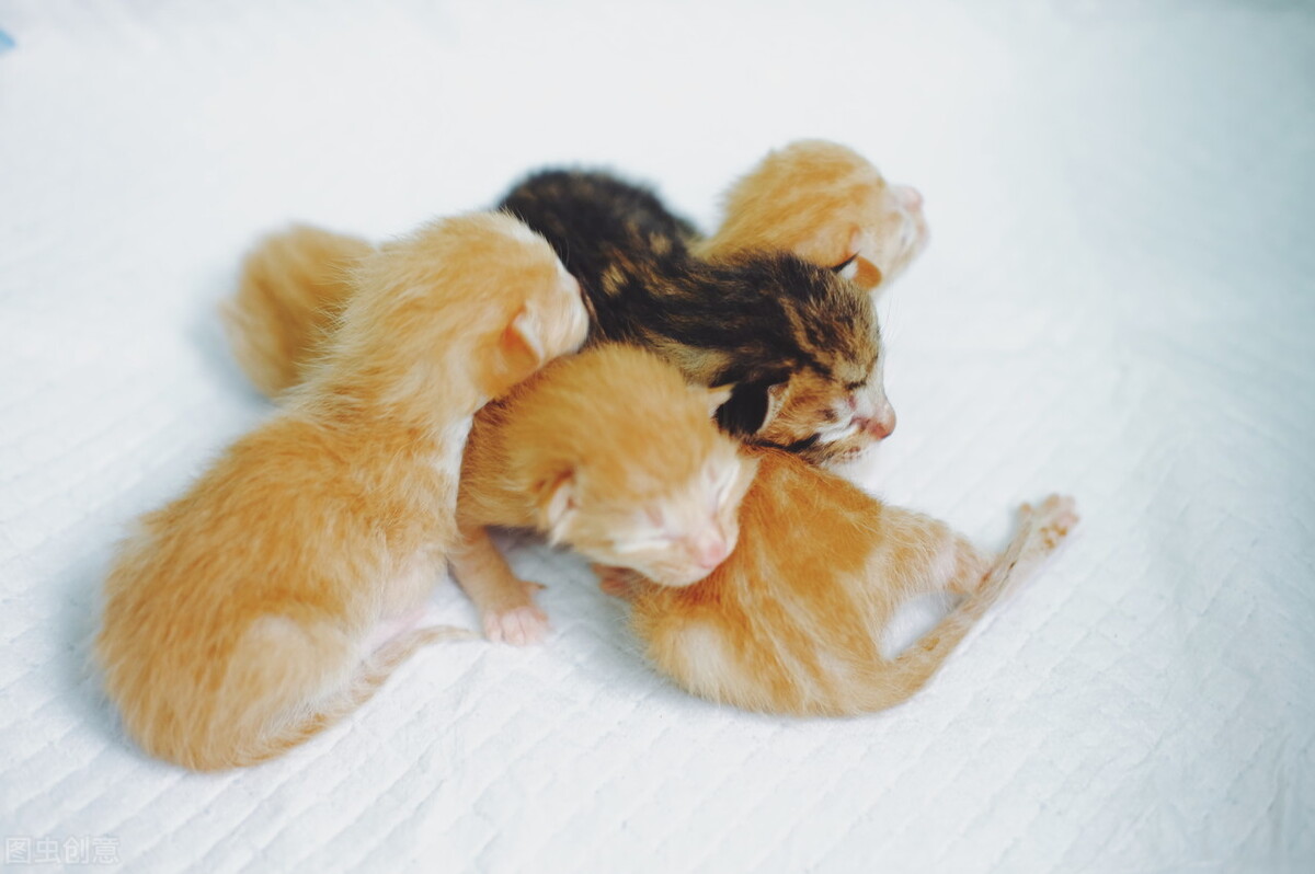 怎么护理即将要生猫宝宝的母猫,刚生完猫的母猫怎么护理