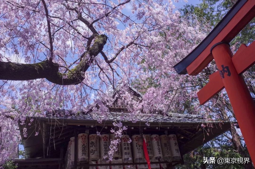 我在京都,攒下一整个春日的绝美樱色送给你。