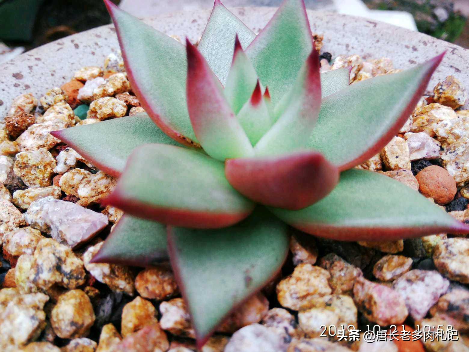 夏季花盆怎么防止太阳晒热,阳台花盆土壤潮湿用风扇吹有用吗
