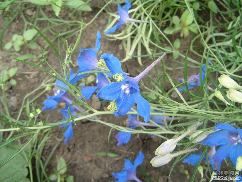 中药材飞燕草,中药飞燕草的功效