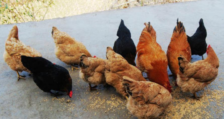 鸡组织型滴虫病,鸡组织性滴虫病怎么得的