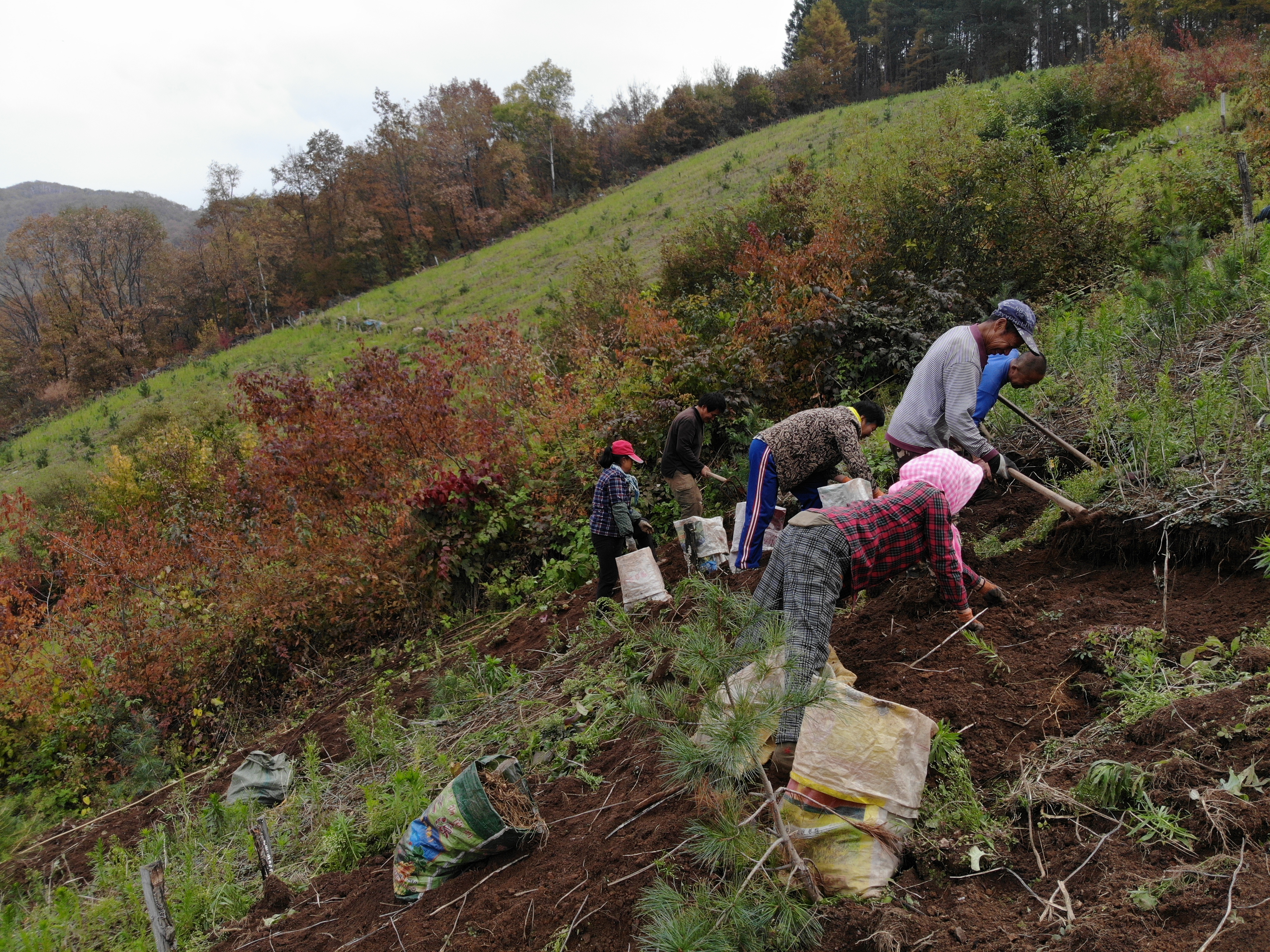 鲜参怎么保存,鲜参怎么保存放盒子