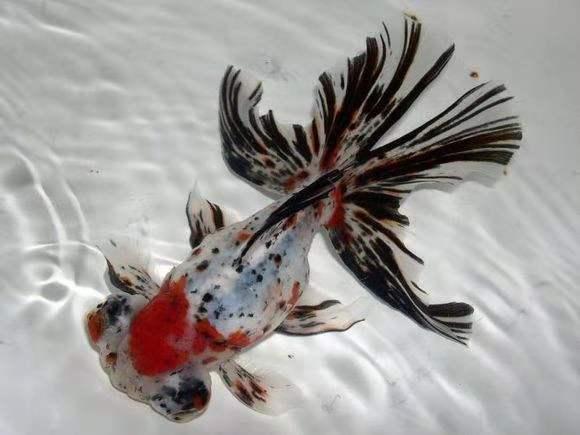 在网上买金鱼推荐,网上购买金鱼