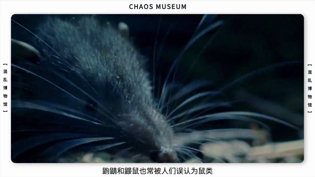 米老鼠是耗子吗,米老鼠原型是什么鼠