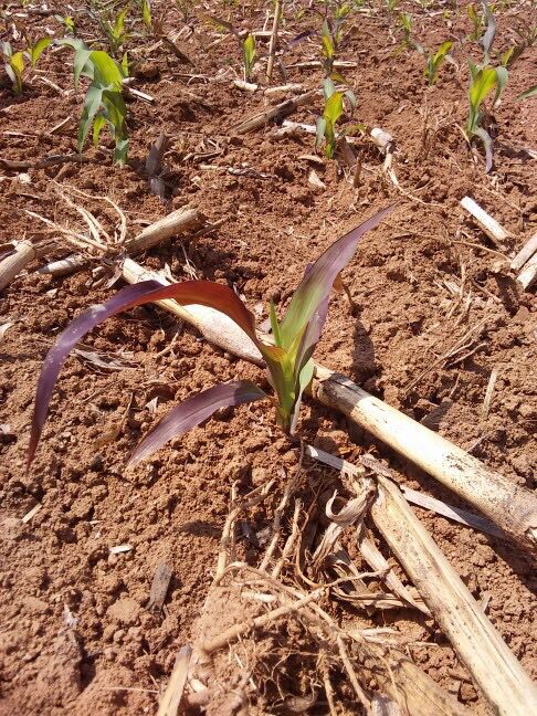 玉米苗叶片有黄条,玉米苗叶片发白原因及防治方法