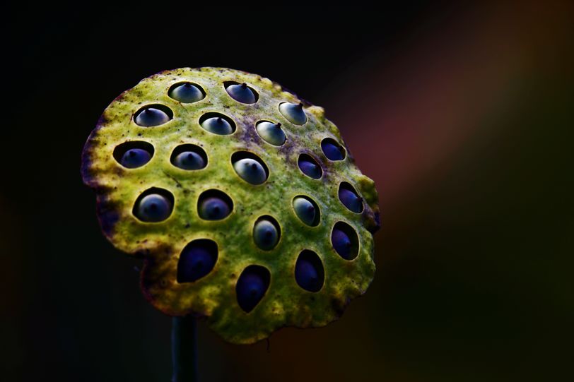 常德，那些惊艳夏日的荷花