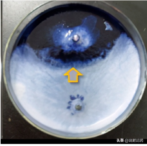 西瓜使用复合微生物肥,西瓜微生物菌剂肥料怎么用