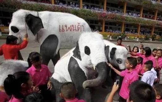 外国到底有多喜欢大熊猫,外国人是有多喜欢大熊猫