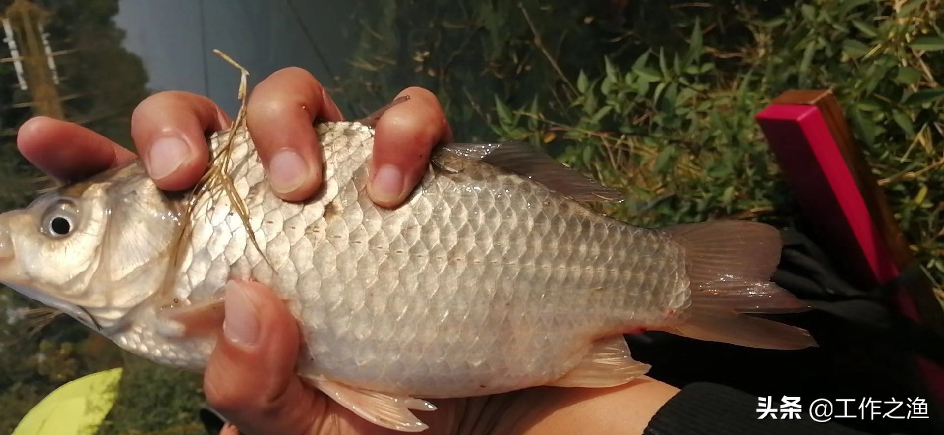 钓鱼先钓离底再钓底,钓鱼钓底有什么需要注意的