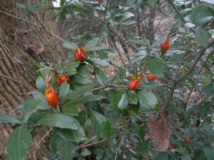 105种野草图片大全,105种野草的图片功效与作用