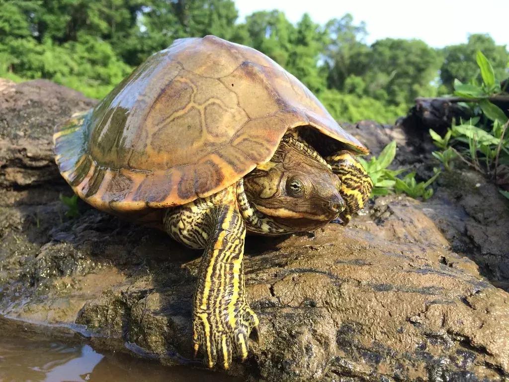 地图龟12cm成年了么,地图龟14到15厘米能生蛋吗