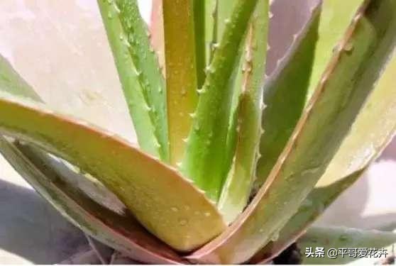 芦荟叶片干瘪怎么办,芦荟的养护技巧叶片干瘪巧处理
