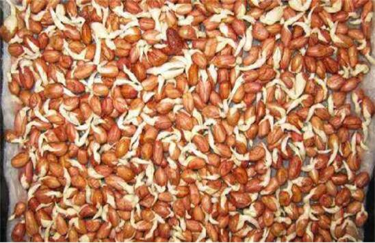 花生的种植方法和最佳种植时间,水种花生种植方法