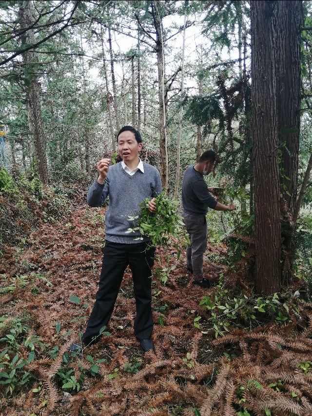 四明山哪座山上有黄精,四明山哪里有山黄精