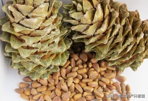 松子采摘的全过程,普通松树松子的采摘过程