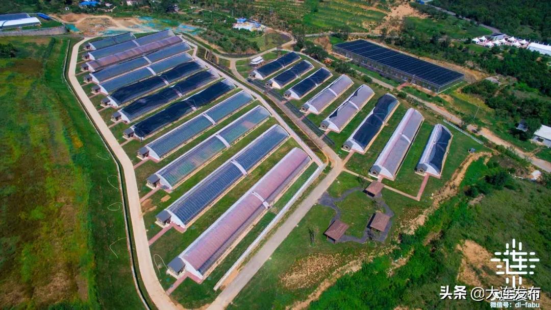 大连最美赏槐露营地,槐之乡露营地