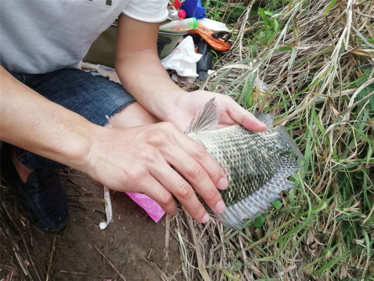 鍔ｈ川閽撻奔楗垫枡纰版按灏辨暎,鍔ｈ川楗垫枡