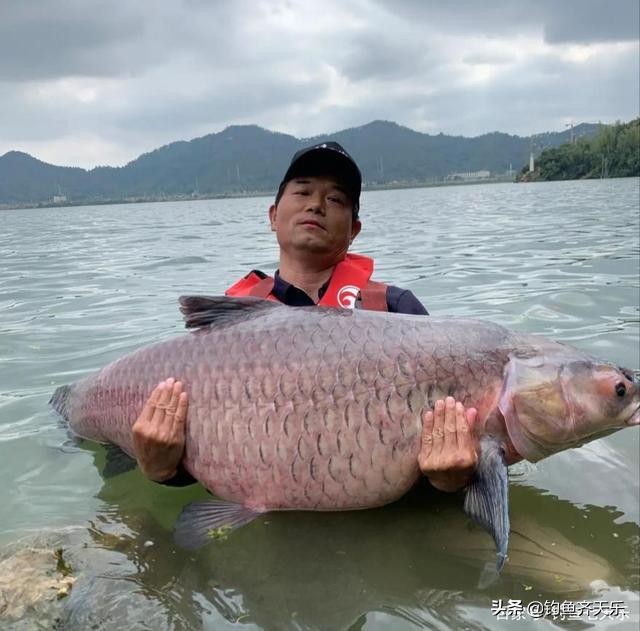 邓刚钓的大青为什么是红色的,邓刚钓大青江西挑战全国最美钓场