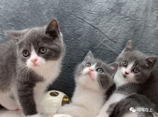 猫生病的时候有什么症状表现,猫生病了奄奄一息还能活吗