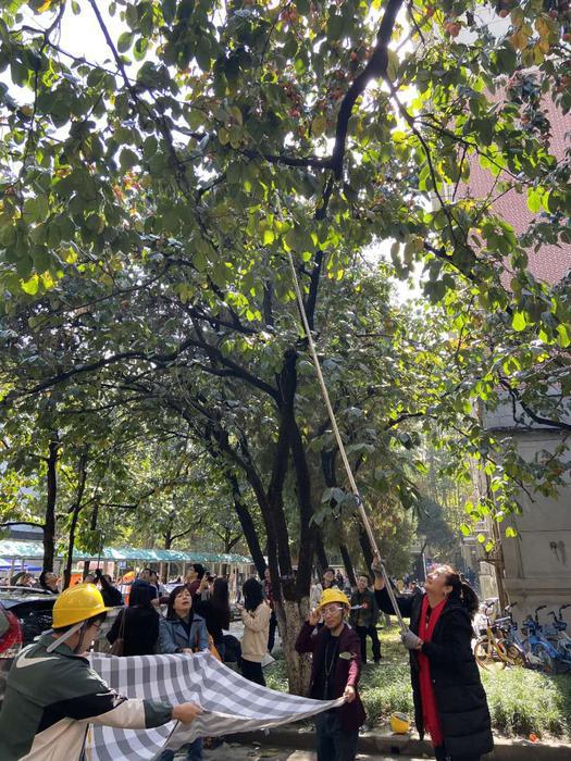 西安一高校举办摘柿子大赛,西工大举办摘柿子大赛