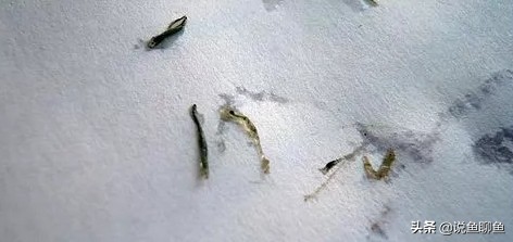 中国斗鱼生虱怎么治疗,锚头蚤寄生虫怎样治疗