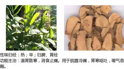 常用中草药名称大全图片及药效,常用中草药药效大全