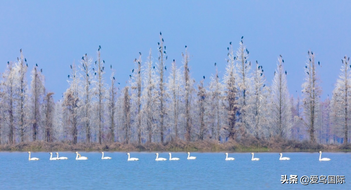 2020观鸟大年,观鸟大年完整版