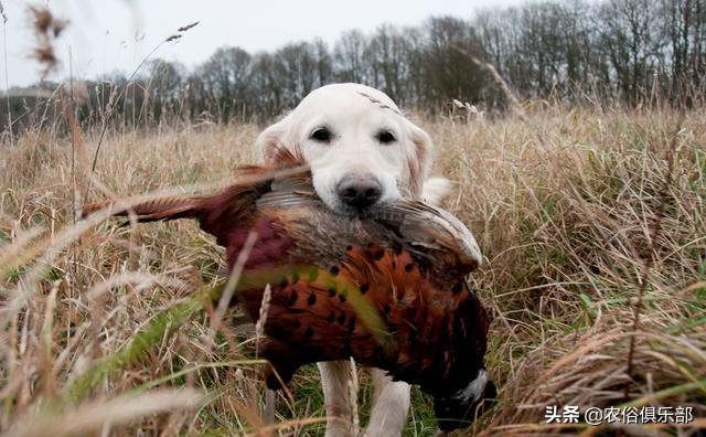 鸡蛋总是被鸡偷吃,鸡蛋老是被黄鼠狼偷怎么办