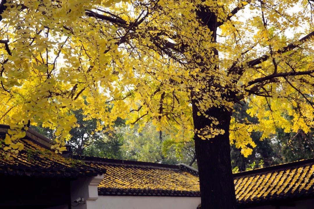 被严重低估的江苏成绩,扬州被严重低估的城市