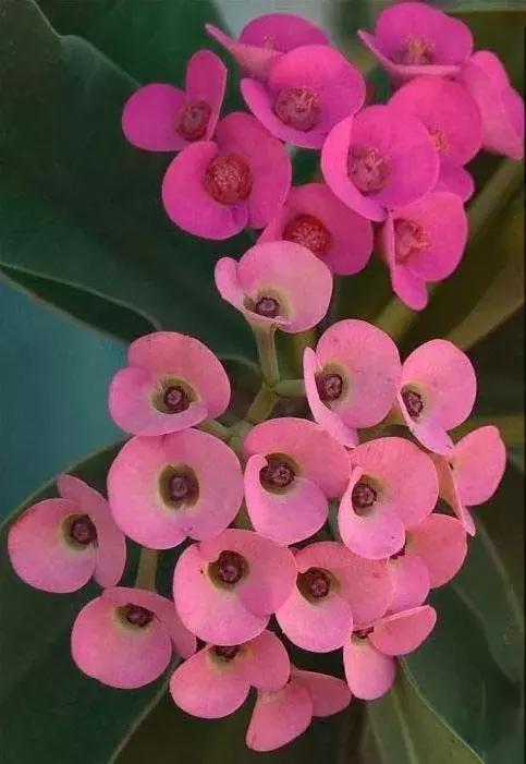 夜深花睡去全诗,夜深花睡去最是念故人